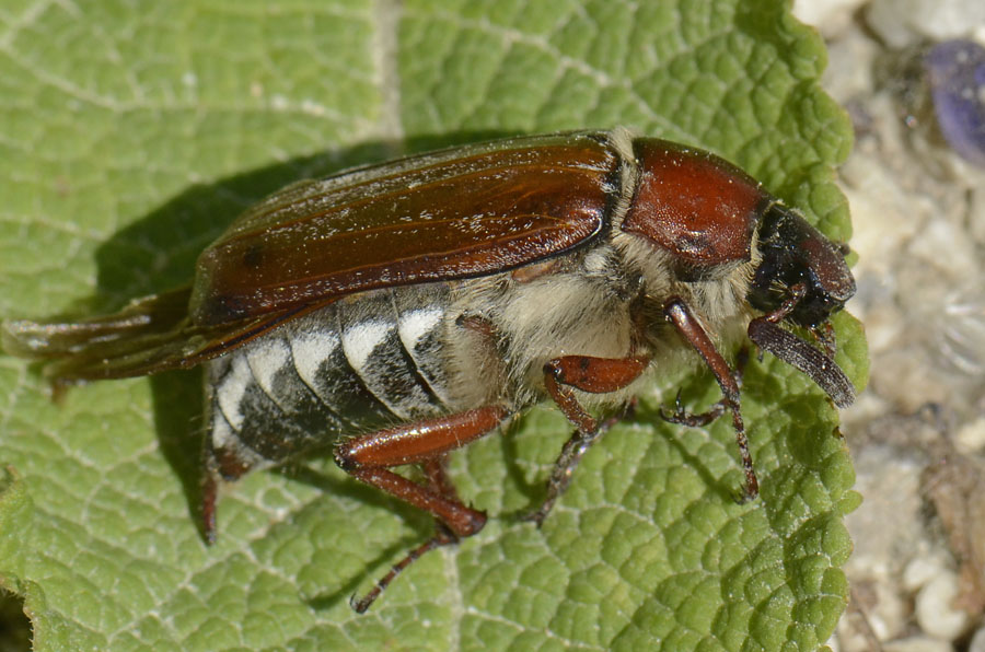 Grosso maggiolino: Melolontha melolontha.